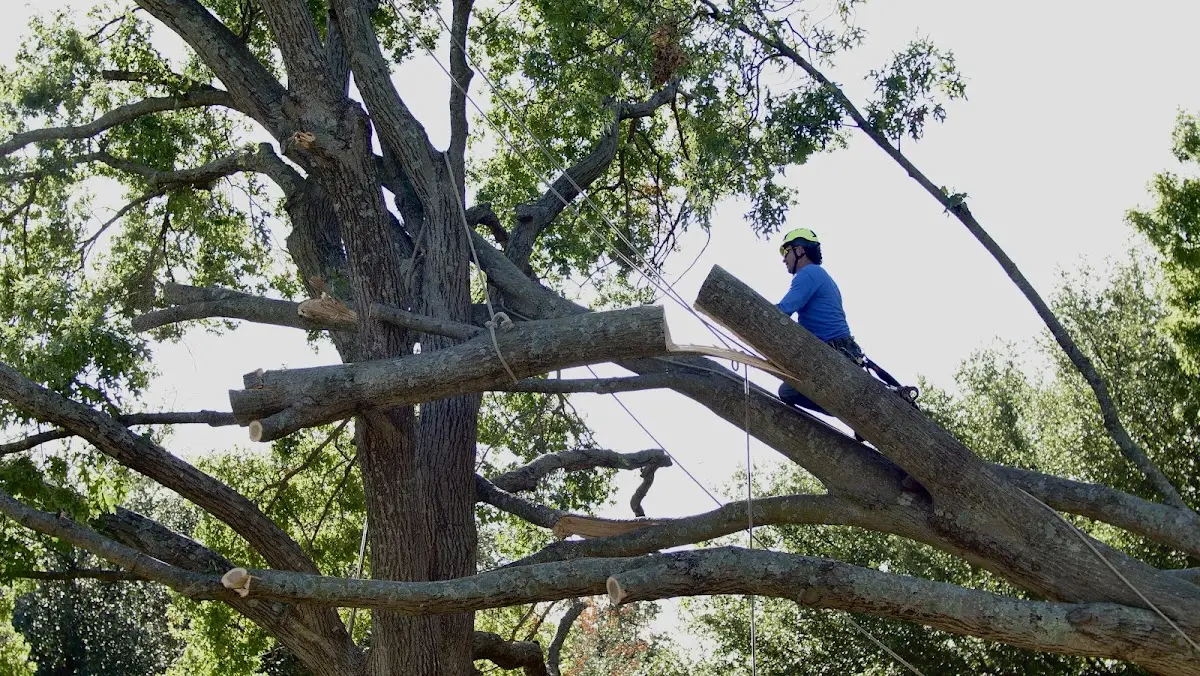 Professional Crown Thinning performed by certified arborists in Coopersville