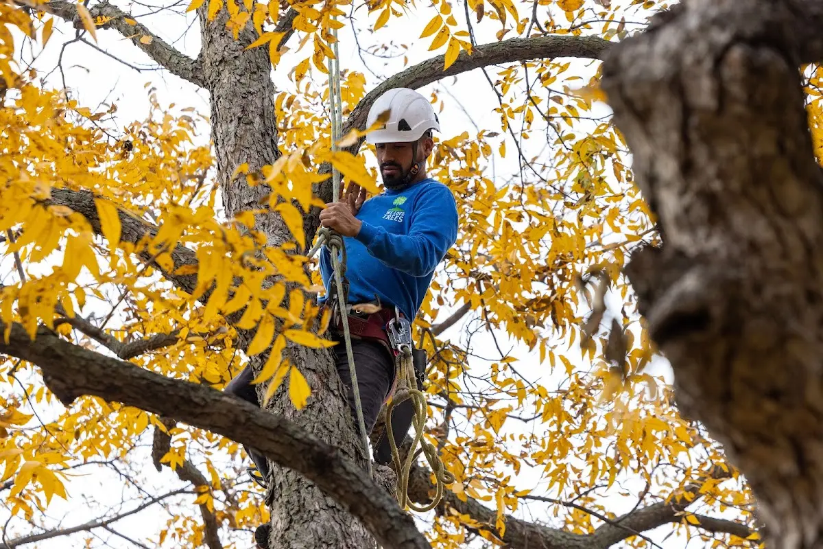 Skilled Tree Pruning crew working in Coopersville