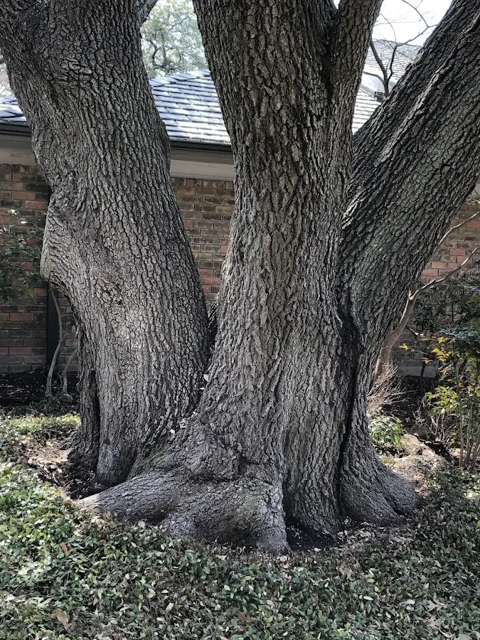 Mature heritage tree close to a Coopersville property cared for by certified arborists